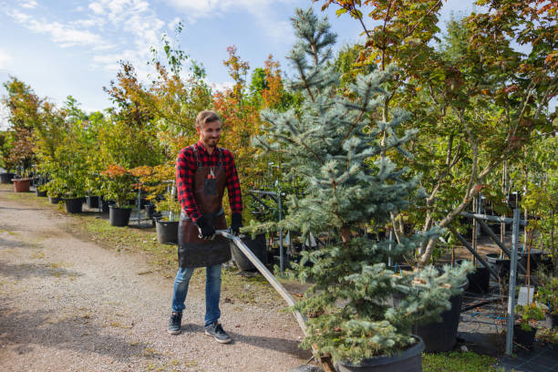 The Steps Involved in Our Tree Care Process in Cordova, NC